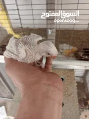  9 فراخ درة للبيع