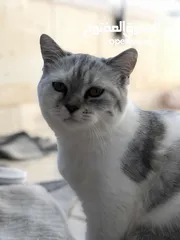  1 قطة انثى اليفة