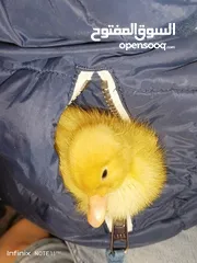  12 بطبوط بطه صوص مطعم    ا