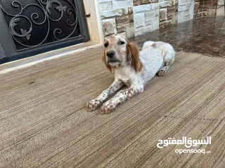  4 جراء صيد للبيع..سيتر