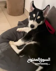  4 هاسكي سايبيري