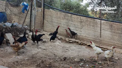  7 باكستاني نخب
