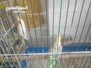  2 طيورفي.الزرقاء