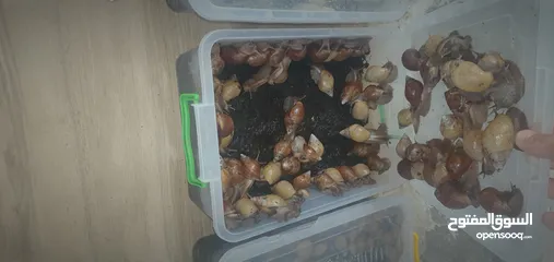  1 حلزون إفريقيا للبيع الزرقاء الجديده  اتواصل واتس اب فقط
