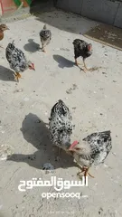  4 افراخ دجاج ((عدد  6 ))