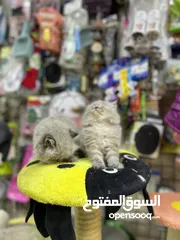  26 هملايا لينكس بيور لعب تابع الوصف بعناية مهم متابعة الوصف عروض حقيقية بمناسبة العرض