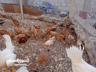  16 صوص بلدي عمر 38 يوم   صوص بلدي عمر 18 يوم