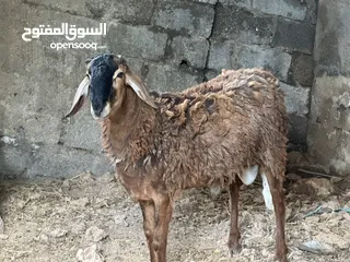  2 كبش سوداني