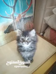  8 Britch/Scottch cat.. 2 months old