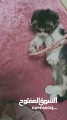  4 قطه للتبني انثى ممتازه  ولعوبه