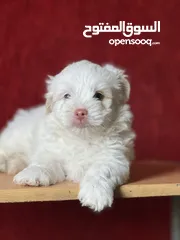  2 Havanese puppy