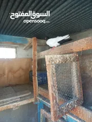  2 طواير يهوديات نخب شغلات على المضمون