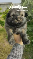  6 Chiots Chowchow