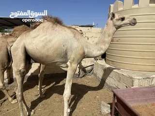  1 جعدان للبيع