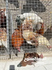  3 ديوك لوهمان للبيع