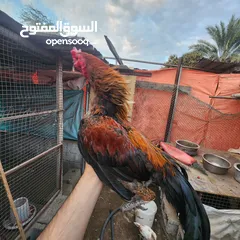  2 ديك تايلندي حار