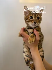  3 قط بنغالي اصلي بيور 3شهور للبيع