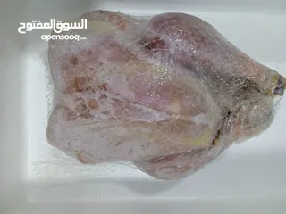  11 حمام وبط وارنب مصري مجمد