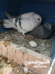  4 حمام للبيع سعر حرق كلهن مكفولة
