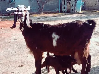  1 عنز عجميه معها توم جدياان