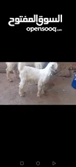  6 عنز وراها سخله بيضا برصا مميزه