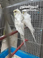  4 موجود جوز حب هوجو روما الفحل ابو فراخ والطيره بكريه الله يبارك لصاحب النصيب