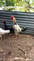  10 جوز باكستاني نخب اول