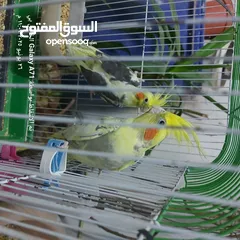  7 كوكتيل للبيع