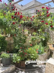  30 بيت ومنازل للبيع