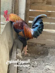  3 ديج شمسي عربي اصلي