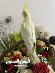  3 كوكتيل اليف جدا مع القفص