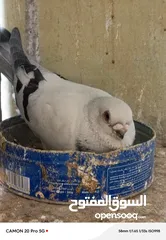  15 للبيع جواز منتجة