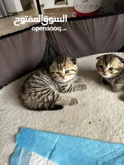  2 Pure Scottish double fold 4 weeks old