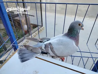  17 حمام بلدي وانواع اخره   بحاله ممتازة شغالات 14جوز وهاي بعض الصور