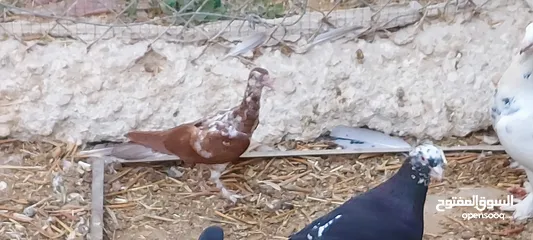  10 جواز للبيع