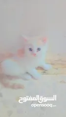  5 قطط شيرازي