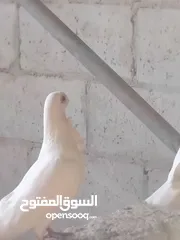  18 حمام نخب النخب  ثلاث جواز