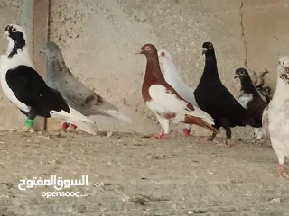  22 انواع حمام مشكلة للبيع
