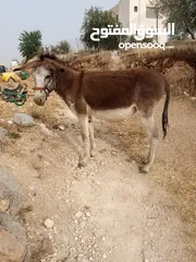  3 حماره للبيع موجوده بجرش