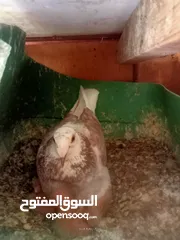  13 حمام للبيع او بدل على عصفير