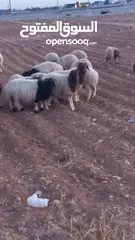  2 خرفان وعبر العدد 29 مسكرات لحم بالصلاه على النبي