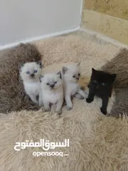  12 كتن سكوتش حبات ما شاء الله