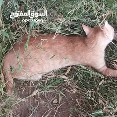  4 قط اصفر مخطط بلون الابيض  اسمه بدو