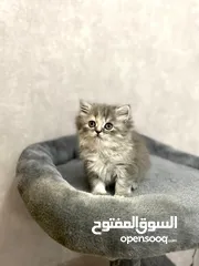  3 Kitten قطة