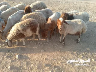 4 بلدي نفس الصور بالضبط عقائق ومناسبات ونذر اوزان 20 ل30 لحم صافي