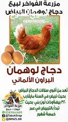  4 بيض دجاج الوهمان الاماني مخصب