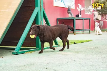  2 Train your dog