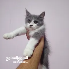  1 قط سكواتش باندا نقي