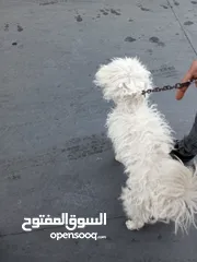  4 كلب لولو فوكس للبيع
