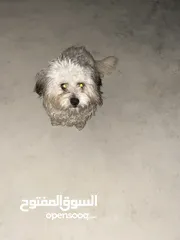  1 كلب شيواوا للبيع لعوب جدا